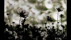 If I Could Fall in Love