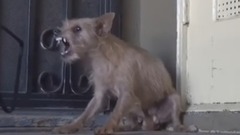 How To Melt A heart Of Injured Wang Xing People