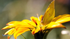 诗篇 Secret Garden