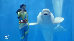 Завораживающий танец дельфинов! Такого Вы еще не видели