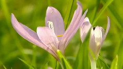 Этот удивительный мир Очень красиво