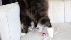 ОЧень хитрый кот