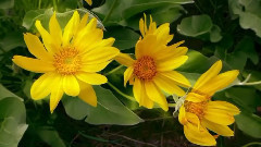 Какое счастье