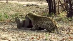 Hyenas Eat A Wild Boar And Leopards Peace