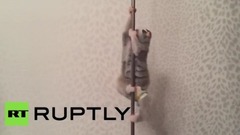 Танец у шеста в исполнении лори вызвал восторг у интернет-пользователей