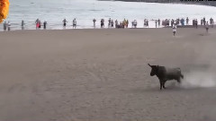 Crazy Bulls vs Humans