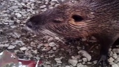 Нутрия на рыбалке