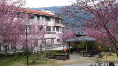 武陵农场的樱花