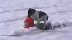 Собаки радуются первому снегу