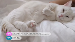 赖觉的喵星人