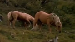 Как Ведут Себя Дикие Лошади в Природе