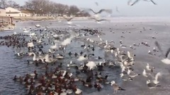 Керчь. Птицы