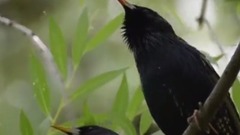 пара скворцов