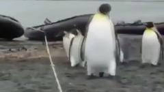 Препятствие и пингвины