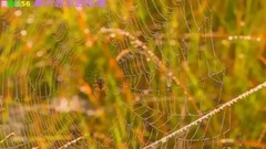 解开思念的乱绳