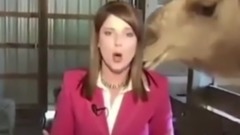 Funny Videos 2017  Funny Fail Compilation 2017 #213