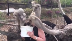 Кормление страусов