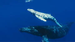 动物星球系列:鲸奇之旅(Ocean Voyagers)