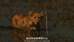 国家地理频道:最后的狮子