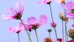痛也没关系