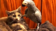 笑翻!猫与鹦鹉相处不来大合辑