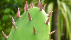 Opuntia humifusa beauty
