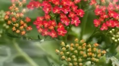 落红倚秋蝶满园