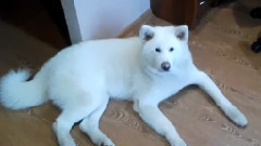 поющий пес акита ину