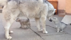 ПАПА ХАСКИ ИГРАЕТ СО СВОИМИ ЩЕНКАМИ!!!