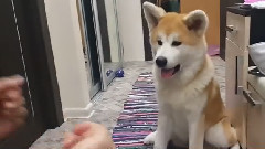 Акита Ину. Мика. Игра в кулачки и дай пять