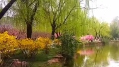 春天进行曲
