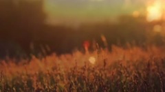 夜色这样的特别【布拉姆斯的摇篮曲】