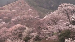 Spring in Japan