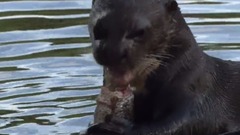 探索频道:赤道系列-太阳河(Discovery Equator Rivers Of The Sun)