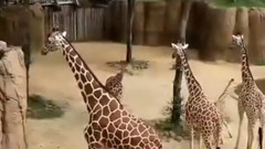 Giraffe born at Dallas Zoo in April dies after breaking neck