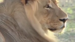 MASSIVE CANADIAN WOLVES UP CLOSE -  Girl Anneka