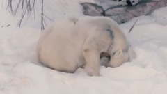 Любовь — это когда полярные медведи впервые видят снег