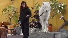 White Arctic Wolf Howling