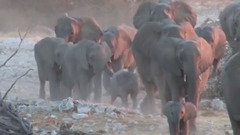 Google Earth Hero Save The Elephants