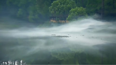 悠湖雾影