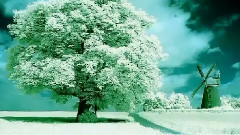 请您欣赏罕见的美