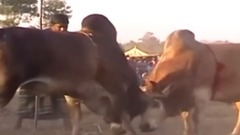 Два быка бой