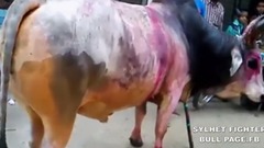 Rajmoni Hatim Shingerkas Biswanath 2015