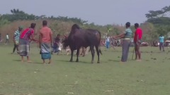 Gram Banglar Bull Fight Challenge (Sharer Lorai)