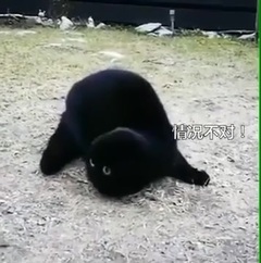 间谍喵