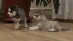 Щенки хаски и мама