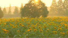 农场盛开的向日葵