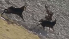 Amazing!!  On Human And Animal