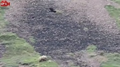 7 Serangan Burung Elang Terbesar di Dunia Elang vs Beruang vs Rubah vs Manusia