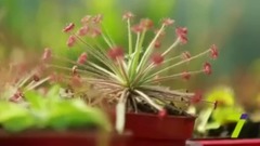 International Shipping Catalogue of plants availab